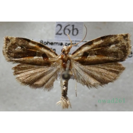 Archips xylosteana (Linnaeus, 1758) Zwójka dębóweczka Czech26b